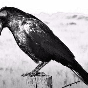 le-corbeau