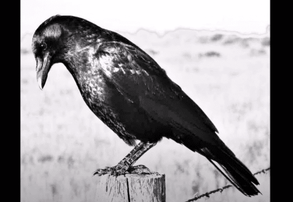 le-corbeau